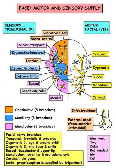 Bells Palsy on Facial Nerve Palsy  Bell S Palsy